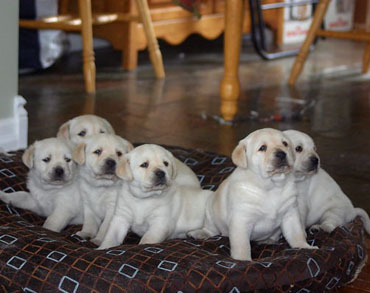 ALDER CREEK LABRADORS Athens East Texas Champion AKC Breeders of Yellow White and Black Labrador Retrievers